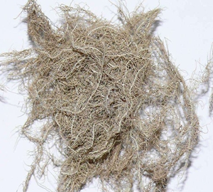 龙须草